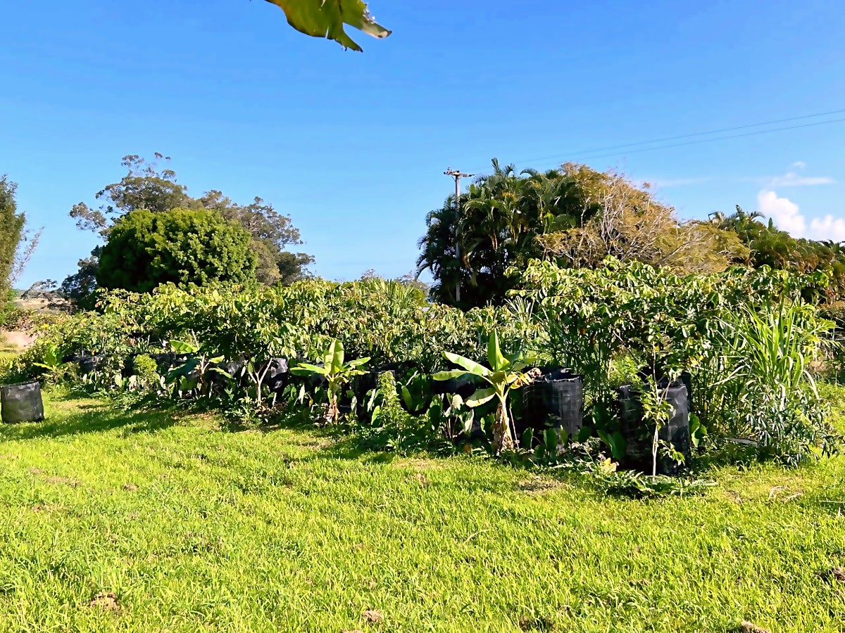 ʻAwa Agroforest overview after — established agroforestry rows