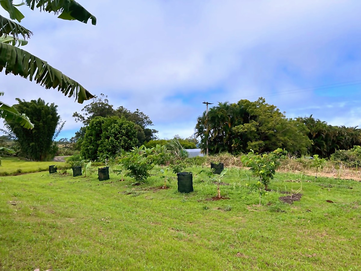 ʻAwa Agroforest overview before — open field with scattered growth
