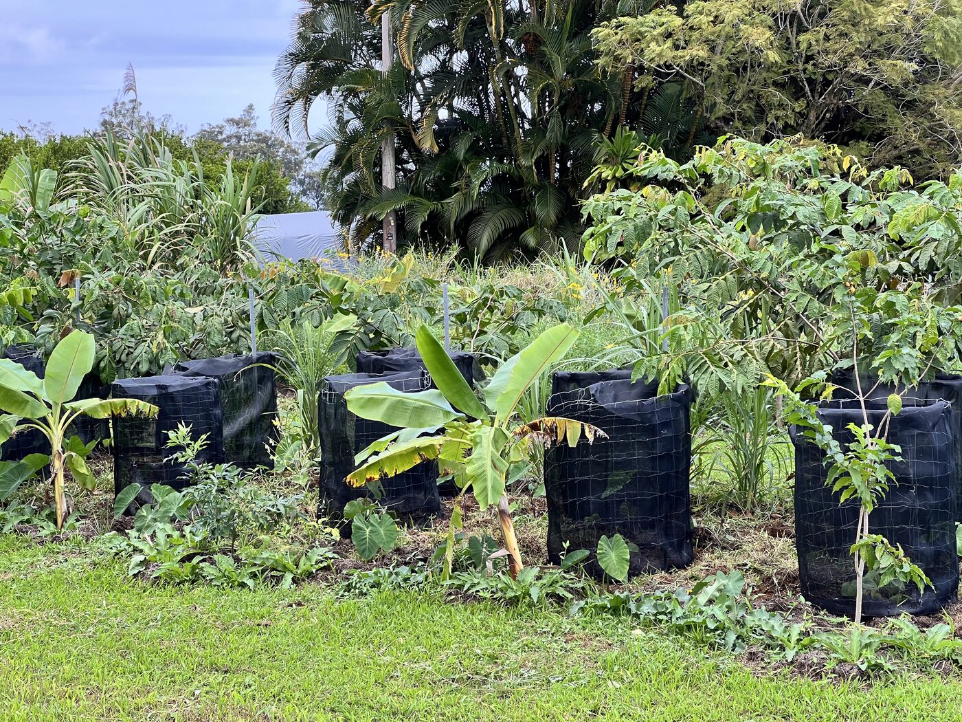 ʻAwa Agroforest