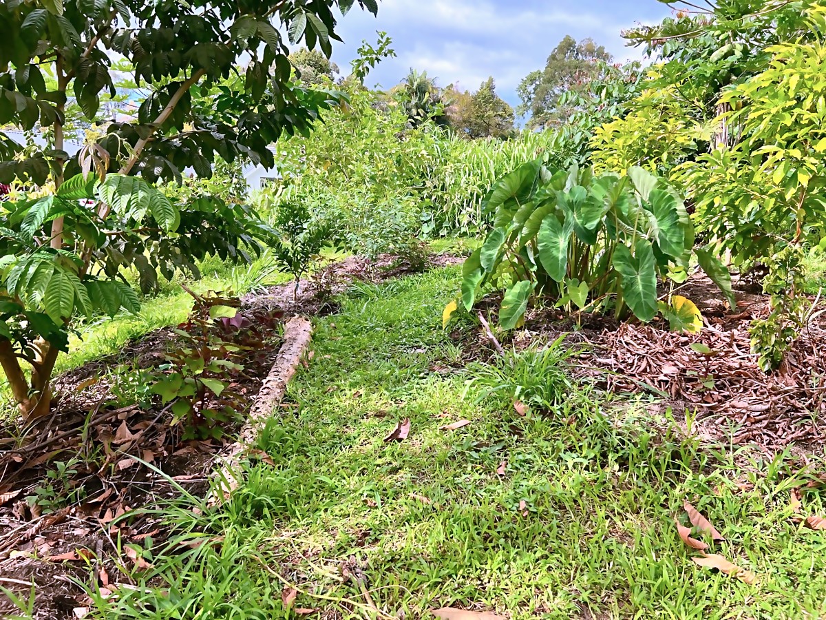 Abiu area after — thriving young tree with cleared surroundings