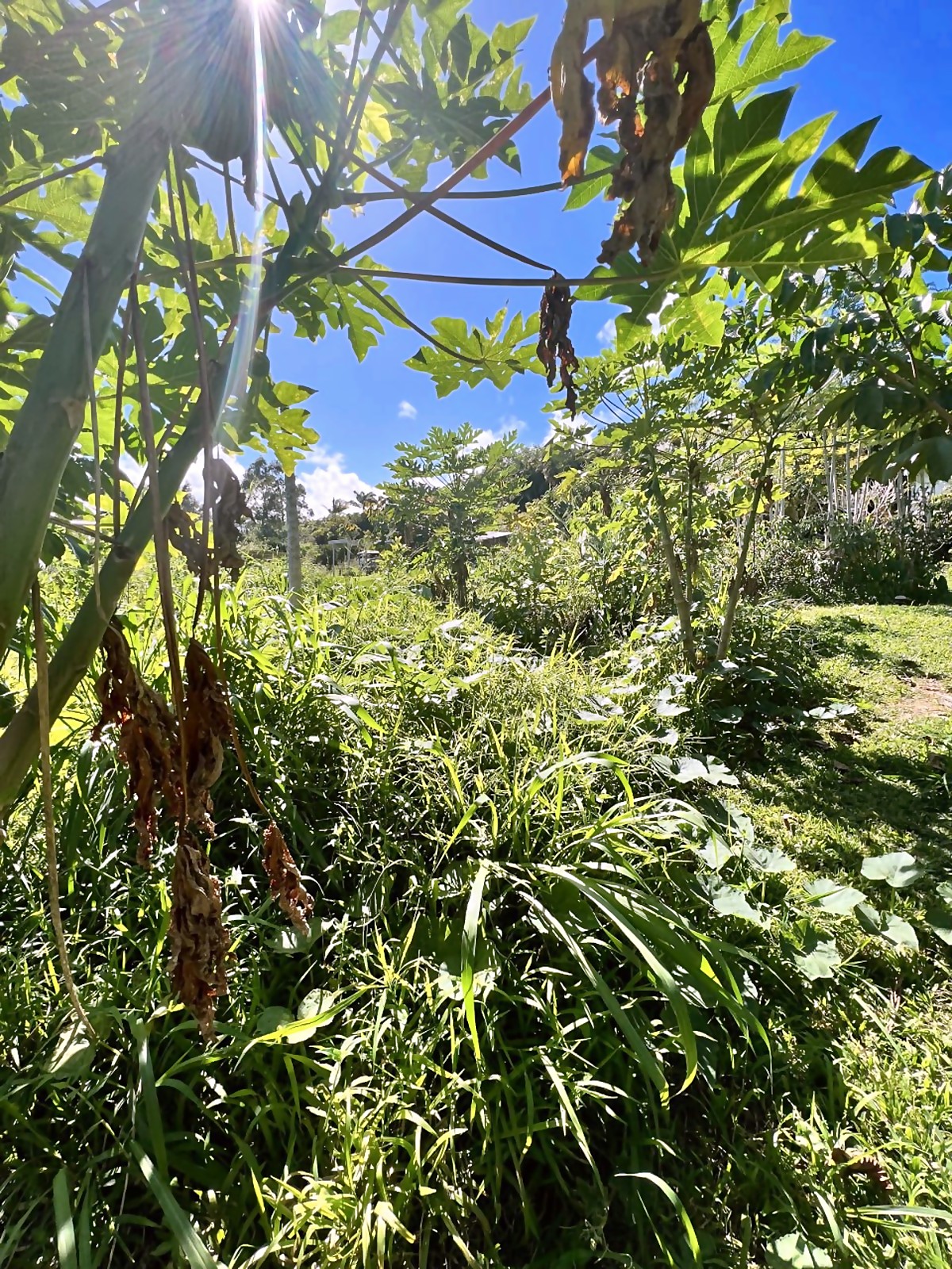 Abiu area before — overgrown and weedy