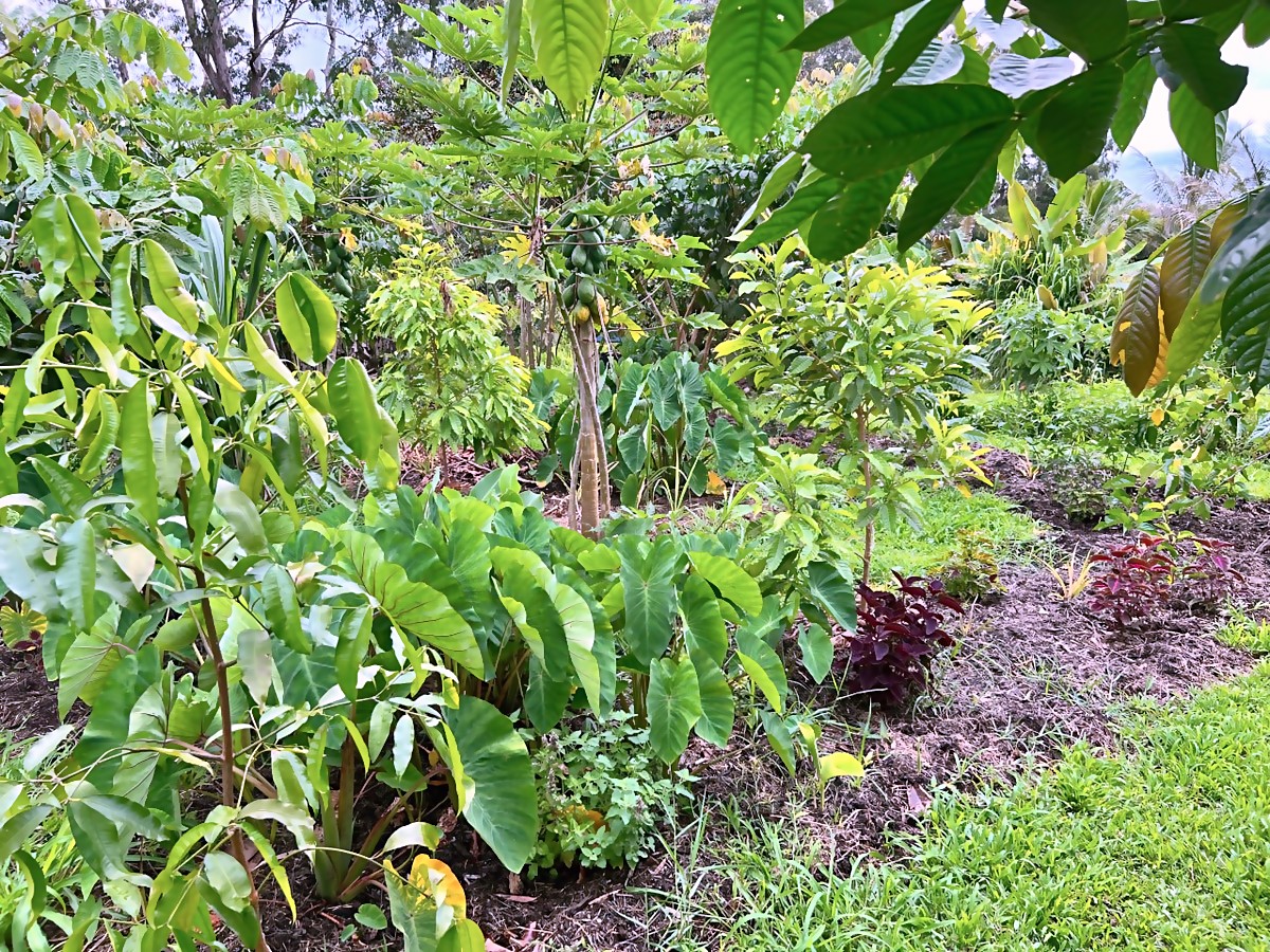 Achaha area after — productive garden beds