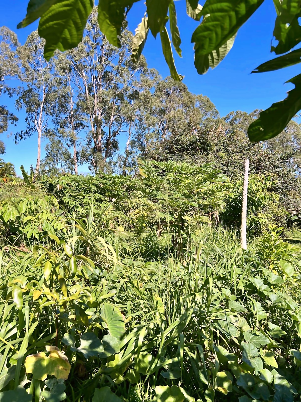 Achaha area before — overgrown with weeds