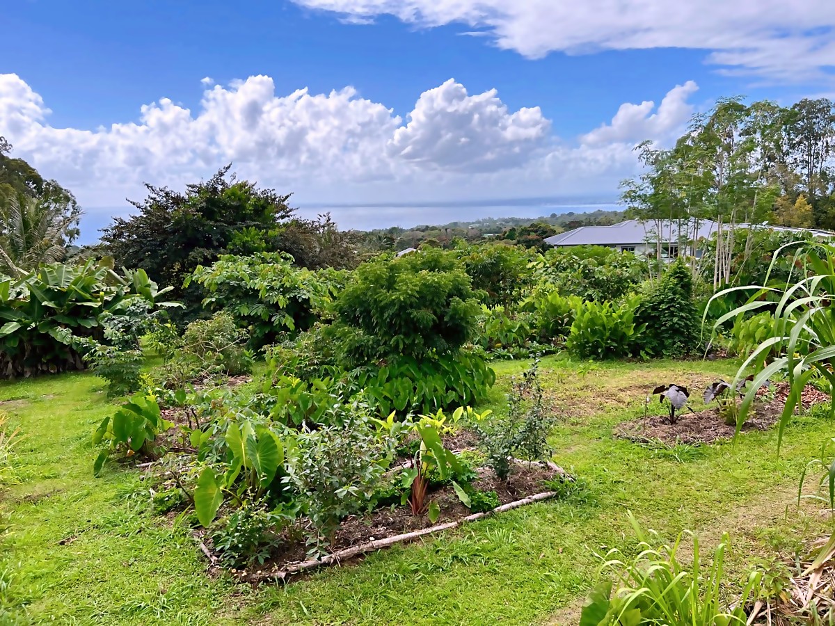 Bunkhouse area after — organized food forest with ocean view