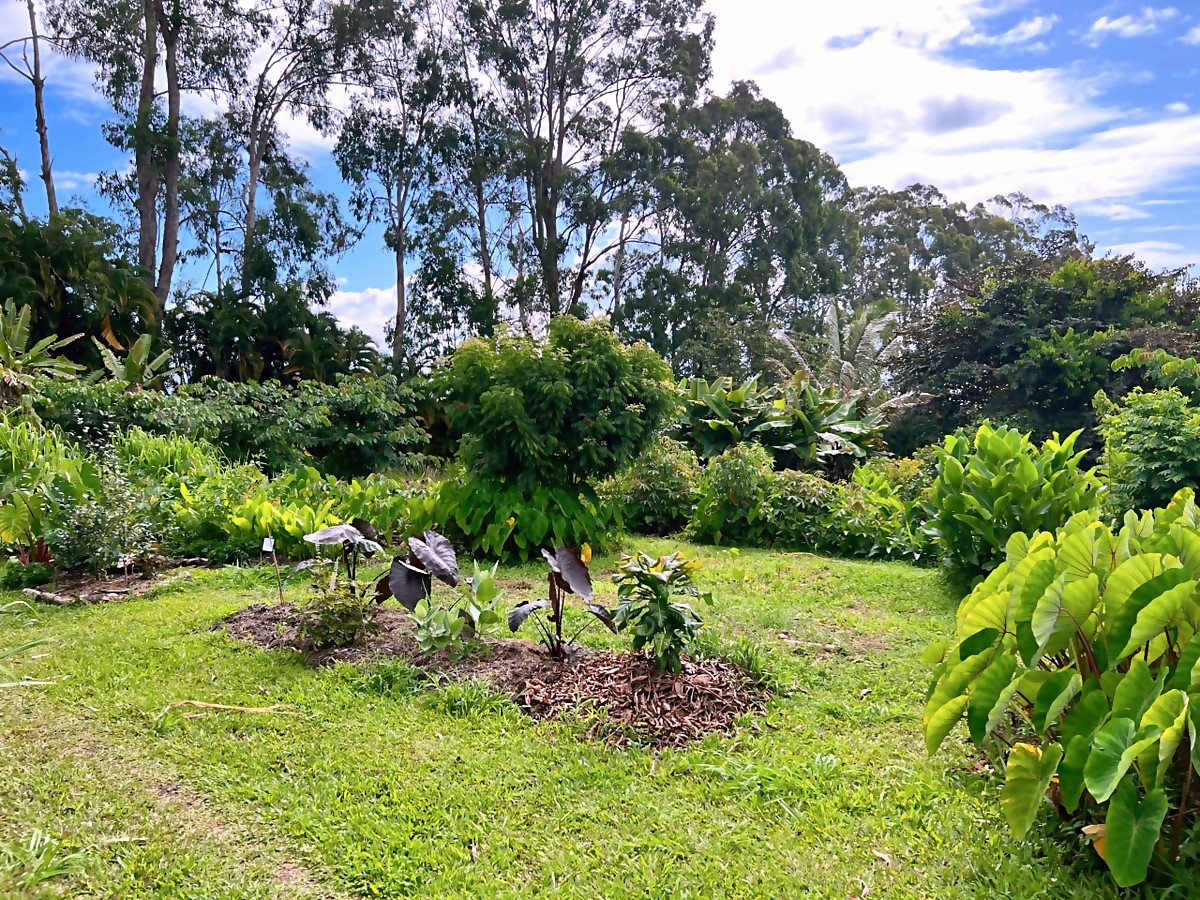 Cutnut area after — cleared and planted