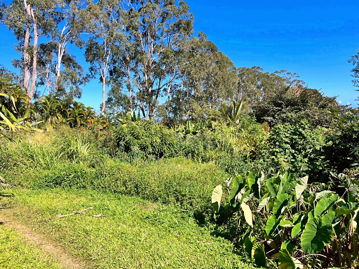 Cutnut area before — dense weeds under eucalyptus